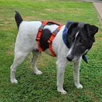 Notfall Timmi sucht Gnadenplatz !!!, Hund zur Adoption
