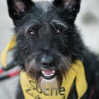 Phoebe sucht ihr Für-Immer-Zuhause!, Hündin zur Adoption
