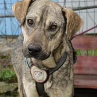 Wer öffnet sein Herz für Igor?, Hund zur Adoption