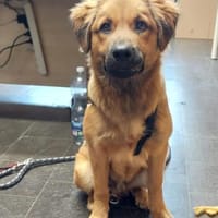 Sonny 💗wartet in 99718 Greussen, Hund zur Adoption