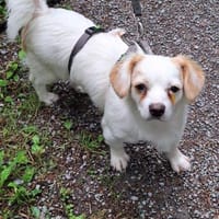Minikleine Bonnie sucht ihre Menschen, Hündin zur Adoption