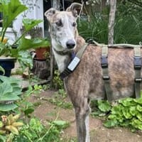 Anil - sanfter Windhund sucht, Hund zur Adoption