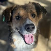 Moritz - kleiner Sonnenschein 42 cm, Hund zur Adoption
