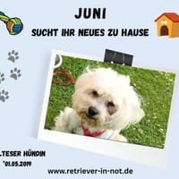 Juni sucht ihr Für-immer-Zuhause, Hündin zur Adoption