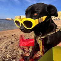 Soso reist nach Deutschland, Hund zur Adoption