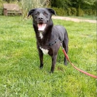 Wasina 54 cm (Pflegestelle), Hündin zur Adoption