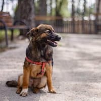 Kappa hatte es nicht leicht im Leben, Hündin zur Adoption