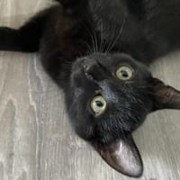 unsere Ts - Toni(w),Theo(m),Tilda(w), Kater zur Adoption
