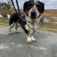 Lola, Hündin zur Adoption