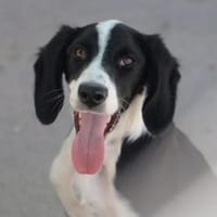 Merida ist eine tolle Junghündin, Hündin zur Adoption
