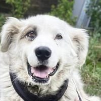 Unser Held Jorah sucht Zuhause, Hund zur Adoption
