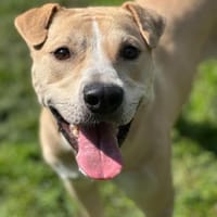 Knutschkugel Remo sucht seine Menschen!, Hund zur Adoption
