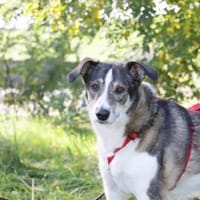 Liebe JILL sucht ihr Zuhause, Hündin zur Adoption