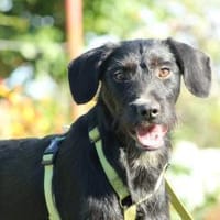 Gravo sucht sein Körbchen..., Hund zur Adoption