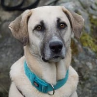 Martino sucht ein liebevolles Zuhause, Hund zur Adoption