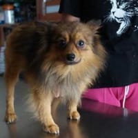 Master ❤, Hund zur Adoption