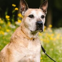 Guille sucht sein Zuhause für Immer !!!, Hund zur Adoption