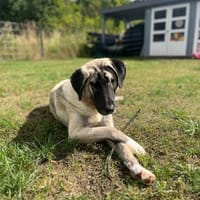 Lia Angel - Die süße Träumerin, Hündin zur Adoption