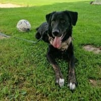 Rabenschwarzer Schmusebär Ono, Hund zur Adoption