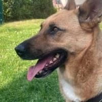 Madison sucht Geborgenheit, Hündin zur Adoption