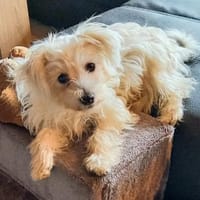 Sunny in 27478 Cuxhaven #, Hund zur Adoption
