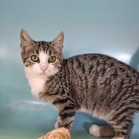 SIERRA, chatte à adopter