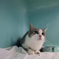 TRIX, chatte à adopter