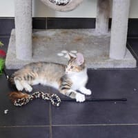 AURORE, chatte à adopter