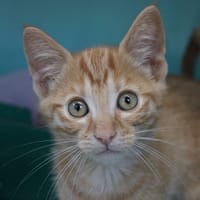 ADAMS, chat à adopter