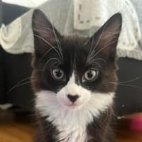 LEGO, chat à adopter