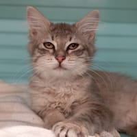 LILOU, chatte à adopter