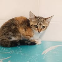 Athys, chatte à adopter