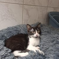 PIA, chatte à adopter