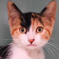 FOLLY, chatte à adopter