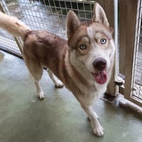 Owen, chien à adopter