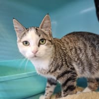 JODY, chatte à adopter