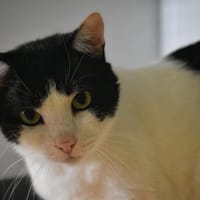 BILLY CHA, chat à adopter