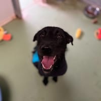 Athéna, chienne à adopter