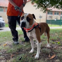 RENO, chien à adopter