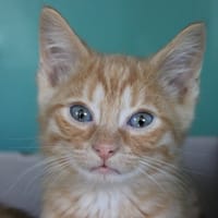 AMOUR, chat à adopter