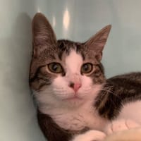 Quartz [Chaton], chat à adopter