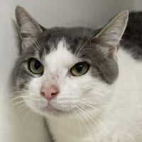 BERLIOZ, chat à adopter