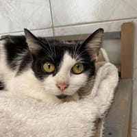 CAPPA, chatte à adopter