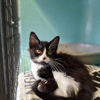 CAHUETTE, chatte à adopter