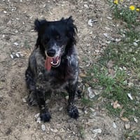 Samba, chienne à adopter