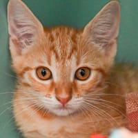 ENJI, chatte à adopter
