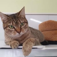 MOUNA CHA, chatte à adopter