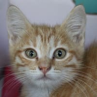 AMBRE, chatte à adopter