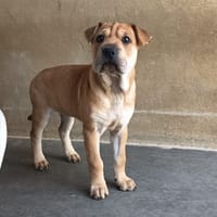 Namy, chienne à adopter