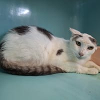 OURSE, chat à adopter